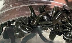 Mezbaha kanıyla besleniyor, birçok hastalığa şifa oluyorlar