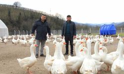 Ordu'da 'Alım Garantisi' İle Kaz Yetiştiriciliği Büyüyor