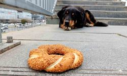 Samsun'da 1 Yılda 60 Bin Hayvana Çip Takıldı