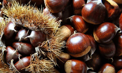 Kestane Üretimi Arttırılacak