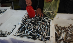 Zonguldak'ta Limandan 500 Ton Hamsi Çıktı