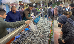 Bolu'da Hamsi Bolluğu Sürüyor