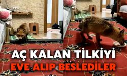 Aç Kalan Tilkiyi Eve Alıp Beslediler