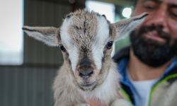 Evcil Hayvanlara Yeni Alternatif: Kedi Köpeğin Yerini ‘Cüce Keçi’ Alabilir