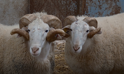 Türkiye'nin En Değerli Koçları Rekor Fiyatlara Satılıyor