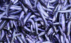 Ramazan ayı ve bayramda balık satışları düştü