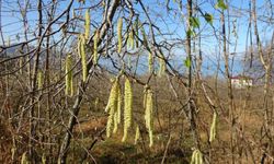 Fındıkta Doğru Bilinen Yanlışlar