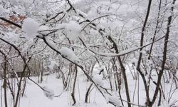 Fındıkta Don Endişesine Bilimsel Açıklama: 'Şu An Risk Yok, Fayda Var