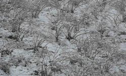 Fındık Üreticileri Alarmda: Zirai Don Riski Devam Ediyor