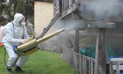 Ordu'da Kahverengi Kokarca İle Kışlak Mücadelesi