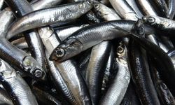 Savaş Halindeki Ülke İhracatta İlk Sırayı Aldı