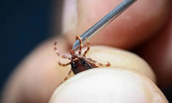 Uzmanı Uyardı! Aman Dikkat! Kene Kabusu Geri Döndü