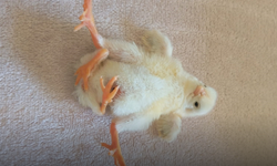 Dört Ayaklı Civciv Şaşırttı