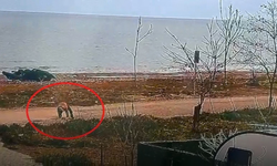 Polisten Kaçan 16 Yıllık Hükümlü Yere Düşünce Yakalandı