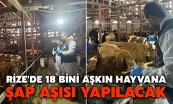 Rize'de 18 Bini Aşkın Hayvana Şap Aşısı Yapılacak