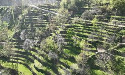 Artvin'de Dik Yamaçta 60 Yıllık Emek