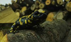 Zarar Vermenin Bedeli, 557.212 Tl