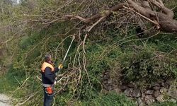 Osmaniye'de fırtına etkili oldu, devrilen ağaçlar yolları kapattı