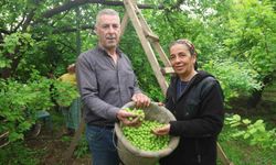 Turfanda Can Eriği Avrupa Ülkelerine İhraç Ediliyor