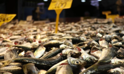 Tezgahlarda İstavrit Bolluğu: Kilosu 100 Liradan Satılıyor