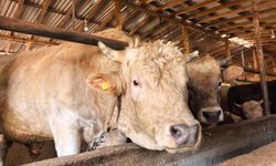 Tonluk 'Paşa' 500 Bin Lira