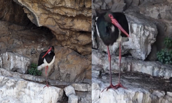 Artvin’de Kara Leylek Görüntülendi