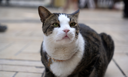 Çarşının 10 Kiloluk Prens'i