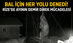 Bal İçin Her Yolu Denedi! Rize’de Ayının Demir Direk Mücadelesi