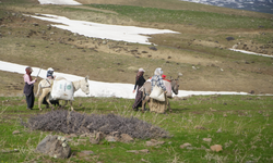 Muş'ta Çiriş Otu Köylülerin Geçim Kaynağı Oldu