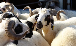 Kurbanlık Alacaklara 'Yaş' Uyarısı