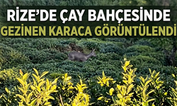 Rize’de Çay Bahçesinde Gezinen Karaca Görüntülendi