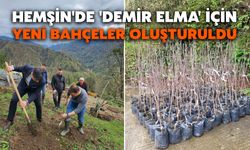 Hemşin'de 'Demir Elma' İçin Yeni Bahçeler Oluşturuldu