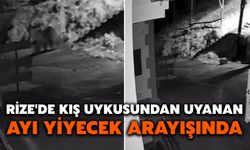Rize'de Kış Uykusundan Uyanan Ayı Yiyecek Arayışında