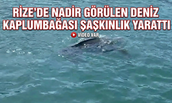 Rize'de Nadir Görülen Deniz Kaplumbağası Balıkçının Kamerasına Yansıdı