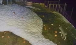 Rize’de Yaylada Nadir Görüntü: Vaşak Kameraya Yansıdı