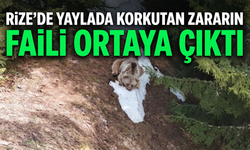Rize’de Yayla Evlerini Yıkan Ayı Ormanda Dinlenirken Görüntülendi