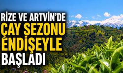 Rize ve Artvin’de Çay Sezonu Endişeyle Başladı