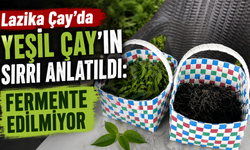 Lazika Çay’da Yeşil Çayın Sırrı Anlatıldı: Fermente Edilmiyor