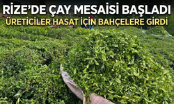 Rize’de Çay Mesaisi Başladı: Üreticiler Hasat İçin Bahçelere Girdi