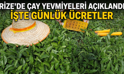 Rize’de Çay Yevmiyeleri Açıklandı: İşte Günlük Ücretler