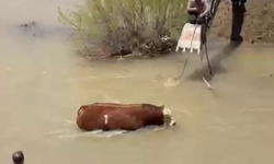 Kesime Bir Gün Kala Ortalığı Birbirine Kattı, 4 Saat Sonra Yakalandı