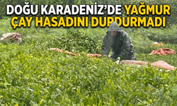 Doğu Karadeniz'de Yağmur Çay Hasadını Durdurmadı