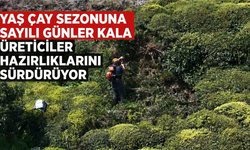 Yaş Çay Sezonuna Sayılı Günler Kala Üreticiler Hazırlıklarını Sürdürüyor
