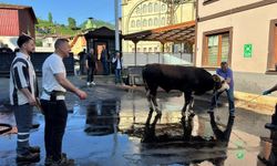 Rize’de Bayram Sabahı Kurban Mesaisi Başladı