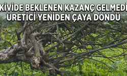 Kivide Beklenen Kazanç Gelmedi, Üretici Yeniden Çaya Döndü