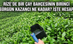 Rize'de Bir Çay Bahçesinin Birinci Sürgün Kazancı Ne Kadar? İşte Hesap