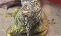 İstanbul'da Bir Evden Tarantula, Yılan, Akrep, İguana, Afrika Dev Salyangozları Çıktı