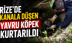 Rize'de Kanala Düşen Yavru Köpek Kurtarıldı