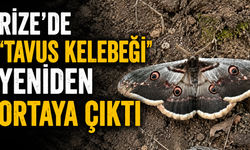 Rize'de 'Tavus Kelebeği' Yeniden Ortaya Çıktı