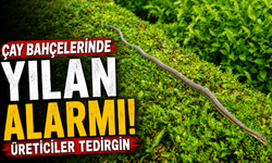 Çay Bahçelerinde Yılan Alarmı: Üreticiler Tedirgin